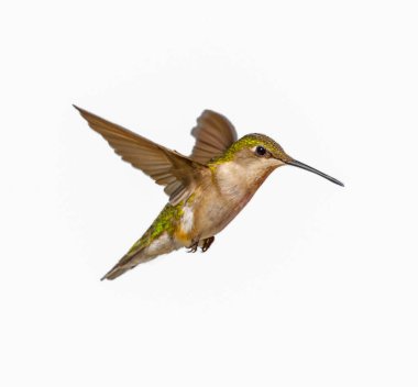 Genç erkek Ruby Hummingbird 'ü boğdu - Archilochus Colubris - beyaz arka planda izole edilmiş, büyük tüy detayı, gorgets görünmeye başlıyor. Kanatlar arkaya