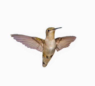 Genç erkek Ruby Hummingbird 'ü boğdu - Archilochus Colubris - beyaz arka planda izole edilmiş, büyük tüy detayı, gorgets görünmeye başlıyor. Kanatlar geriye görünür.