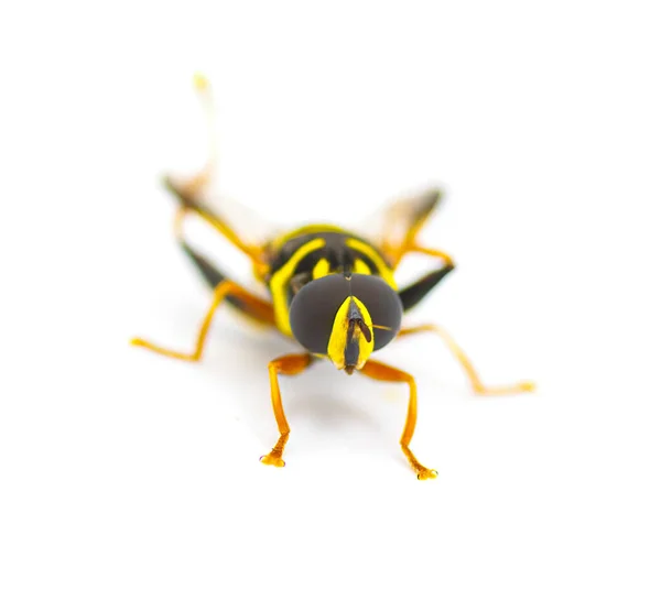 雪儿或雄蜂苍蝇 卡罗莱纳时期的优雅 金丝雀 明亮的黄色和黑色 条纹模仿蜜蜂或黄蜂的白色背景 前视图 — 图库照片