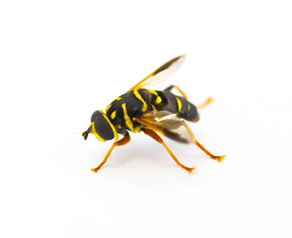 ホバー シルフィまたはドローンフライ カロライナエレガントな Meromacrus Acutus 白い背景に隔離された蜂やハチを模倣するストライプと明るい黄色と黒の色 サイドビュー — ストック写真
