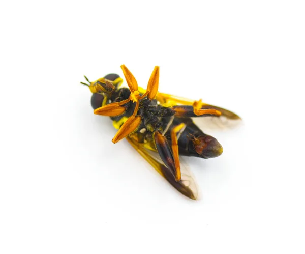 Blume Schwebefliege Syrphid Oder Drohnenfliege Karolingische Elegante Meromacrus Acutus Leuchtend — Stockfoto