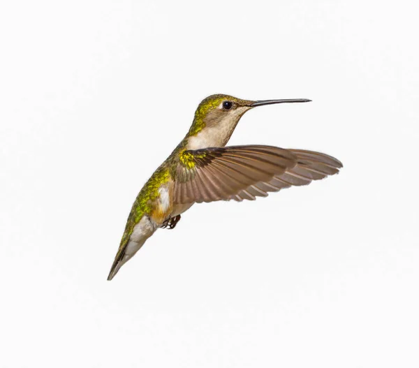 Genç Erkek Ruby Hummingbird Boğdu Archilochus Colubris Beyaz Arka Planda — Stok fotoğraf