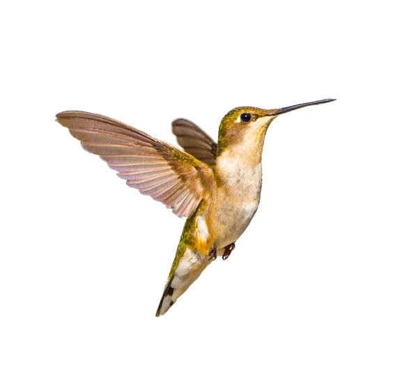 Young Male Ruby Throated Hummingbird Archilochus Colubris Isolated Cutout White — Stock Photo, Image