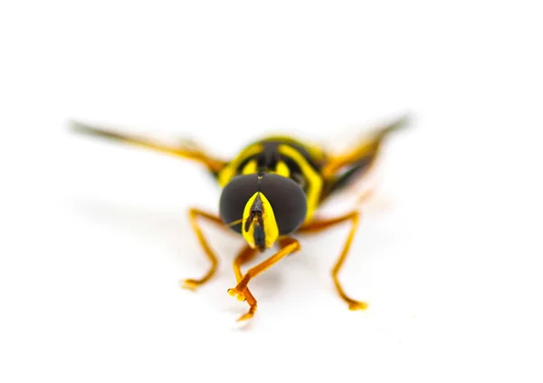 雪儿或雄蜂苍蝇 卡罗莱纳时期的优雅 金丝雀 明亮的黄色和黑色 条纹模仿蜜蜂或黄蜂的白色背景 正面视图 — 图库照片