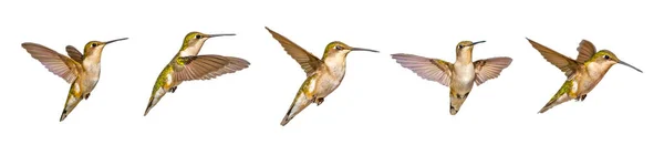Cinco Vistas Jovem Macho Ruby Garganta Hummingbird Archilochus Colubris Recorte — Fotografia de Stock
