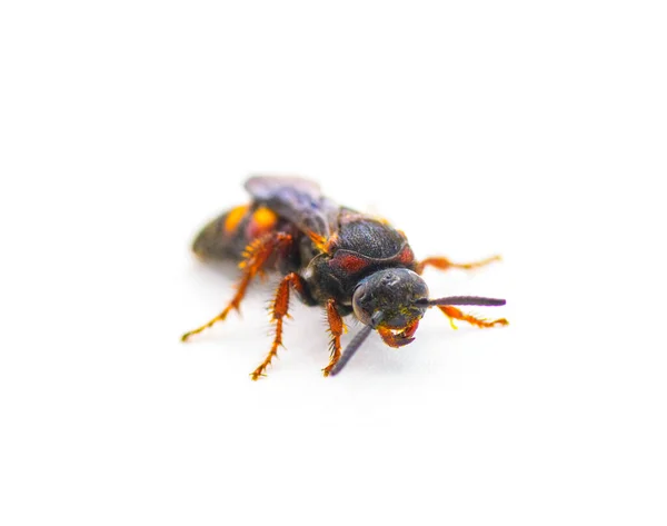 Scolia Nobilitata Noble Scoliid Wasp Ανοιχτά Κίτρινα Πορτοκαλί Κόκκινα Σημεία — Φωτογραφία Αρχείου