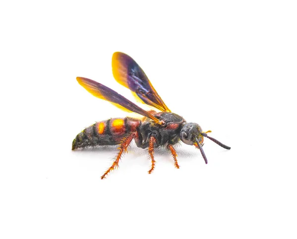 Scolia Nobilitata Noble Scoliid Wasp Jasnożółtymi Pomarańczowymi Czerwonymi Plamami Górnej — Zdjęcie stockowe