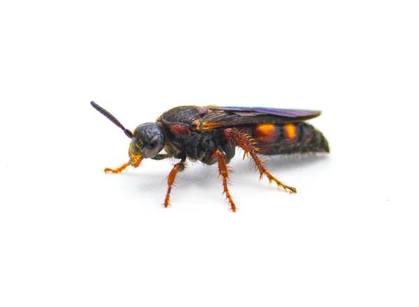 Scolia Nobilitata Noble Scoliid Wasp Világos Sárga Narancssárga Piros Foltok — Stock Fotó