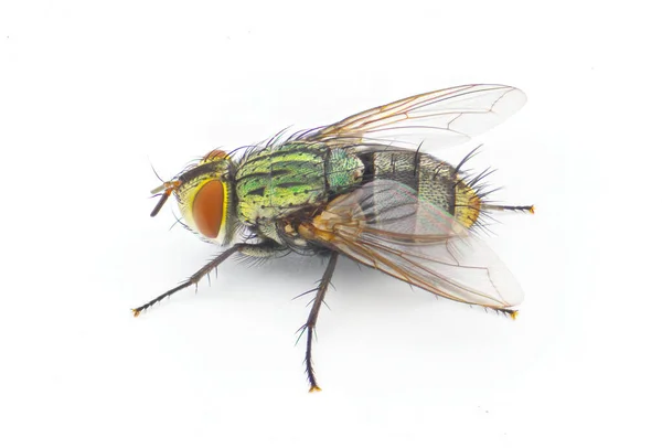 常见的家蝇 甲壳类昆虫 在极端宏观细节 绿色的身体胸部和腹部 红色的大眼睛隔离在白色背景的顶部侧视 — 图库照片