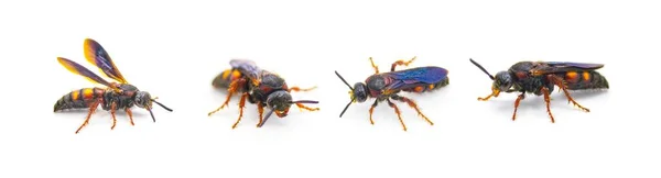 无性系 Scolia Nobilitata 无性系 Noble Scoliid Wasp 上腹有淡黄色橙色红色斑点 上腹有彩虹蓝色翅膀 独立于白色背景的四个视图 — 图库照片