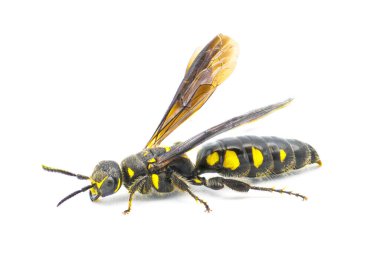 Myzinum obscurum, Thynnidae familyasından bir eşek arısı türüdür. Geniş karın bölgesi parlak siyah, beyaz arka planda izole edilmiş sarı benekli, yan profil görünümlü, kanatlarını kaldırmış bir kadın.