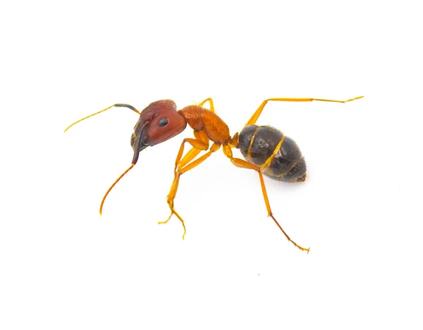 在佛罗里达州发现的最大的蚂蚁中 有一种叫金丝雀 Camponotus Floridanus 的酷刑木蚁 隔离在白色背景侧面轮廓视图上 — 图库照片