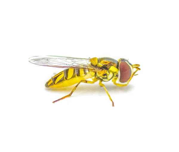 斜的链尾西尔比德苍蝇 异形体 一种北美常见的悬浮物 花苍蝇 是昆虫科的Syrphidae 在白色背景侧面分离 — 图库照片