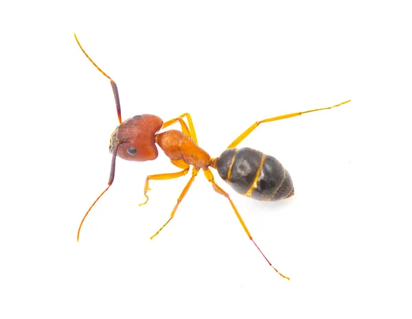 Tortugas Ácshangya Camponotus Floridanus Egyike Legnagyobb Hangyák Találhatók Floridában Elszigetelt — Stock Fotó