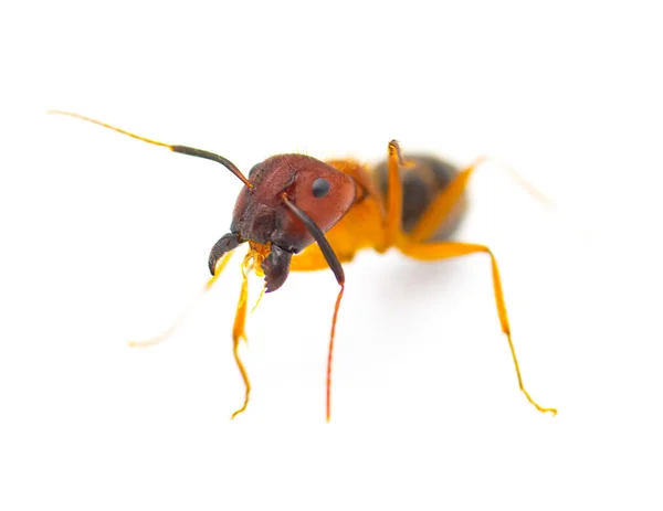 Муравей Плотник Тортугас Camponotus Floridanus Является Одним Крупнейших Муравьёв Найденных — стоковое фото