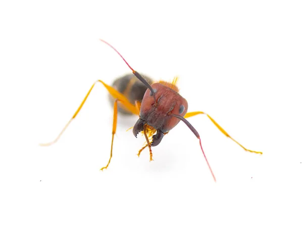 野生的佛罗里达木蚁 公牛蚂蚁 Tortugas木蚁 Tortugas Carpenter Ant Ant Ant Camponotus Floridanus — 图库照片