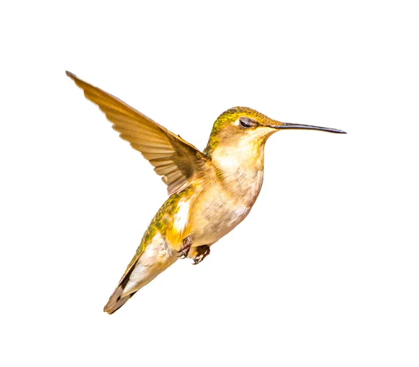 Jovem Macho Ruby Garganta Hummingbird Archilochus Colubris Recorte Isolado Fundo — Fotografia de Stock