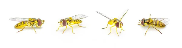 Sneda Streaktail Syrphid Fly Allograpta Obliqua Vanlig Nordamerikansk Svävare Hoverflies — Stockfoto
