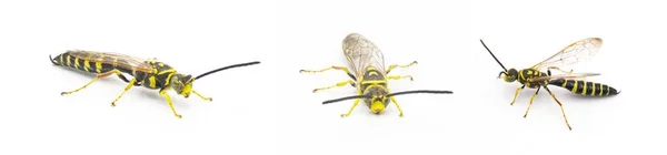 黑蜂和黄蜂 金丝虫 雄蜂在整个白色背景上被隔离的过程中非常详细 该物种被用作草坪害虫侧貌视图的生物控制 — 图库照片