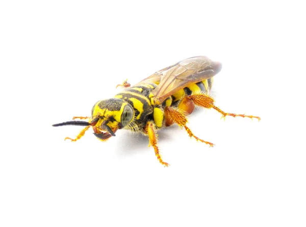 Large Black Yellow Wasp Myzinum Maculatum Female Great Detail Throughout — Stock Photo, Image