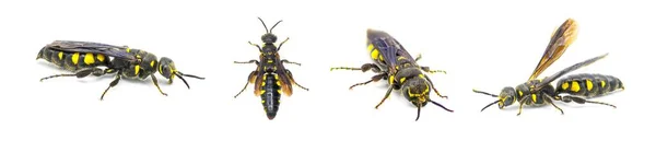 棉铃虫 Myzinum Obscurum 是棉铃虫科的一种昆虫 大腹部发亮黑色 黄斑独立于白色背景的女性 4个视角 — 图库照片