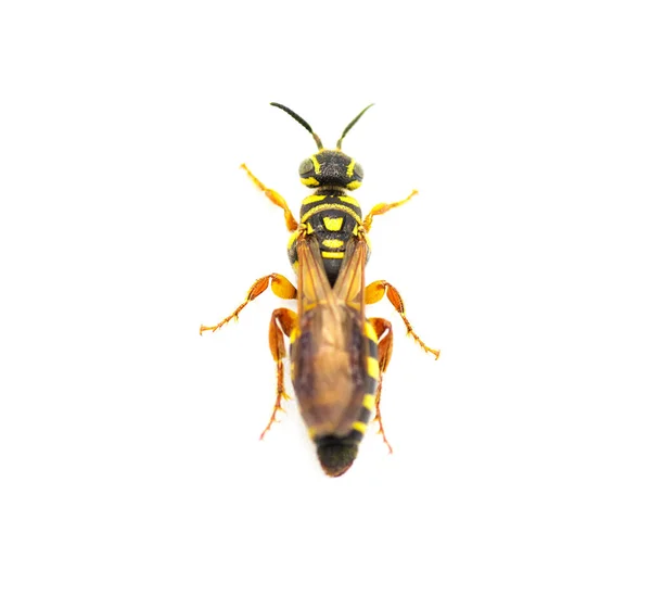 大型的黑色和黄色黄蜂 金丝雀 在整个白色背景上被隔离的过程中非常详细地描述了雌性 该物种被用作草坪草类害虫顶部背景色的生物防治 — 图库照片