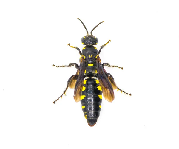 棉铃虫 Myzinum Obscurum 是棉铃虫科的一种昆虫 腹部亮黑色 黄斑独立于白色背景 顶部背景色 — 图库照片
