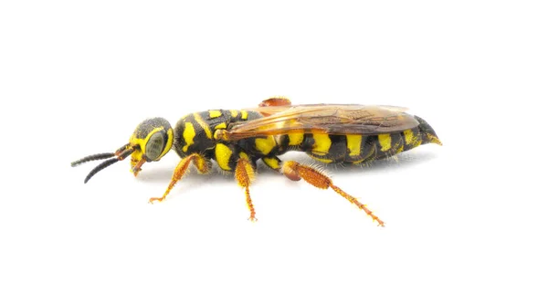 Large Black Yellow Wasp Myzinum Maculatum Female Great Detail Throughout — Stock Photo, Image