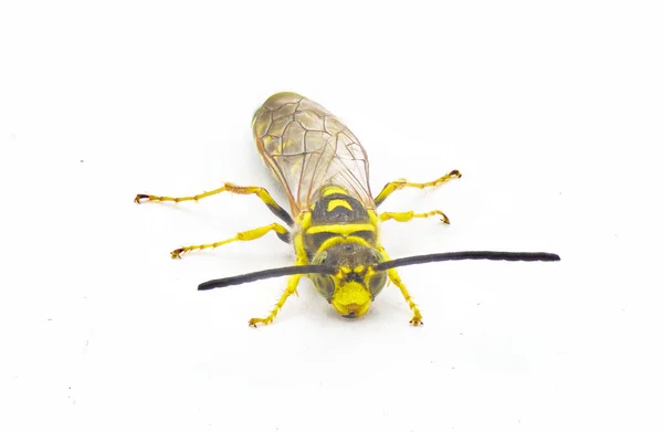 黑蜂和黄蜂 金丝虫 雄蜂在整个白色背景上被隔离的过程中非常详细 该物种被用作草坪害虫前视镜的生物防治 — 图库照片