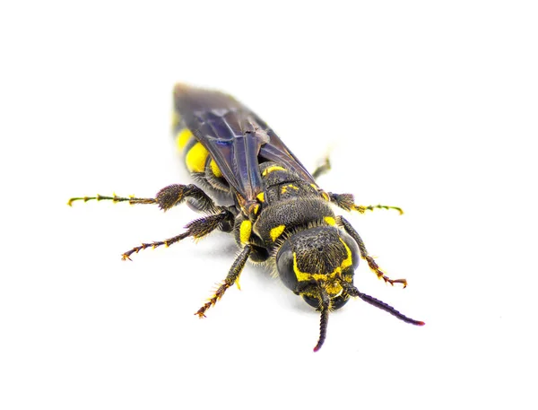 Myzinum Obscurum Species Wasp Family Thynnidae Female Large Abdomen Shiny — Stock Photo, Image