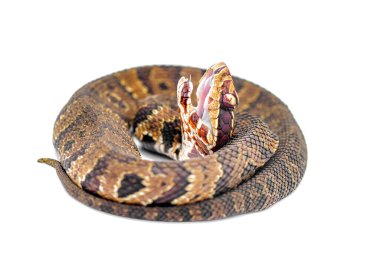 Florida cottonmouth snake - Agkistrodon conanti - is a species of venomous snake, a pit viper. coiled in defense posture with mouth open.  isolated on white background clipart