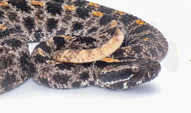 Venomous Dusky Pygmy or pigmy Rattlesnake - Sistrurus miliarius barbouri - close up macro of head, eyes, tail and pattern.  Side view  with great scale detail isolated on white background clipart