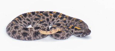 Dusky Pigmy or Pygmy Rattlesnake - Sisturus miliarius barbouri - full view of entire snake in great detail throughout. Isolated on white background clipart