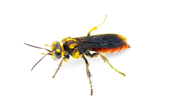 Larra Bicolor Parasitoid Wasp Native South America Introduced Florida Biological — Stock Photo, Image