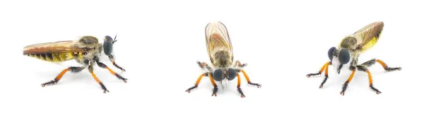 Räuberfliege Oder Räuberfliege Eine Der Drei Arten Von Megaphorus Clausicellus — Stockfoto
