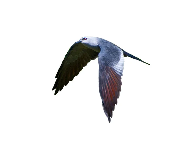 Mississippi Kite Bird Ictinia Mississippiensis Voando Voando Com Asas Para — Fotografia de Stock
