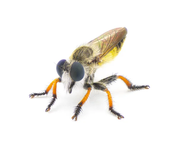 强盗苍蝇 Robberfly Fly 或强盗苍蝇 Robber Fly 三种类型中的一种 金银花 金银花或小花 被白色背景隔离 — 图库照片
