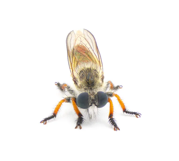 Robberfly Або Robber Fly Один Трьох Видів Megaphorus Clausicellus Laphroides — стокове фото