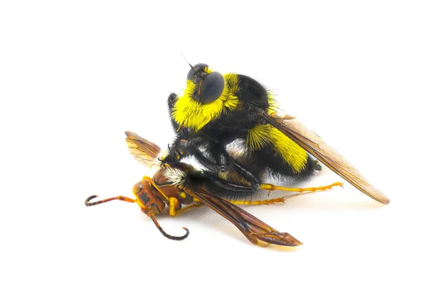 Κλέφτης Μελισσών Πετάει Πάνω Από Μια Σφήκα Χαρτιού Νότια Μέλισσα — Φωτογραφία Αρχείου