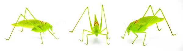 Güzel Yeşil Erkek Florida Katydid Amblycorpha Uhleri Longinicta Arenicola Çizgili — Stok fotoğraf