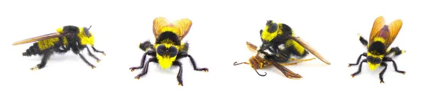 Piękny Południowy Zabójca Pszczół Mucha Rabuś Mallophora Orcina Duże Puszyste — Zdjęcie stockowe