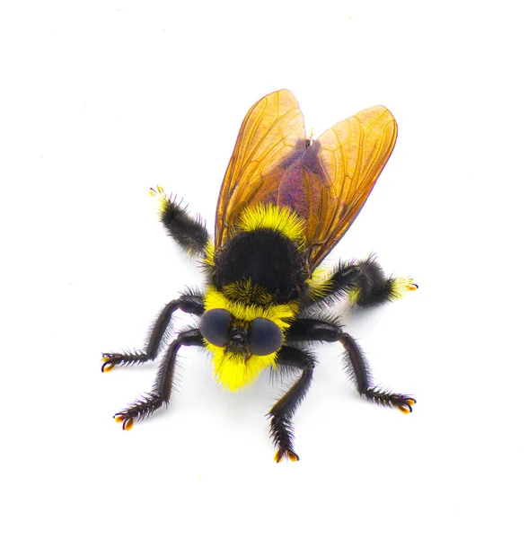 美しい南部の蜂キラーフライ Mallophora Orina 大きなファジィと毛皮のような黄色と黒の色は 白い背景の上背景色に隔離されたバンブルビーを模倣 — ストック写真