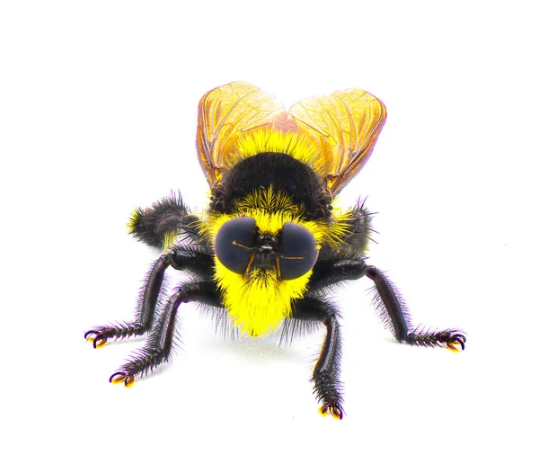 Schöne Südliche Biene Killer Räuberfliege Mallophora Orcina Große Unscharfe Und — Stockfoto