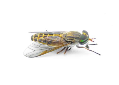 striped horse fly - Tabanus lineola - is a species of biting horse-fly. It is known from the eastern and southern United States and the Gulf coast of Mexico isolated on white background Side top view clipart