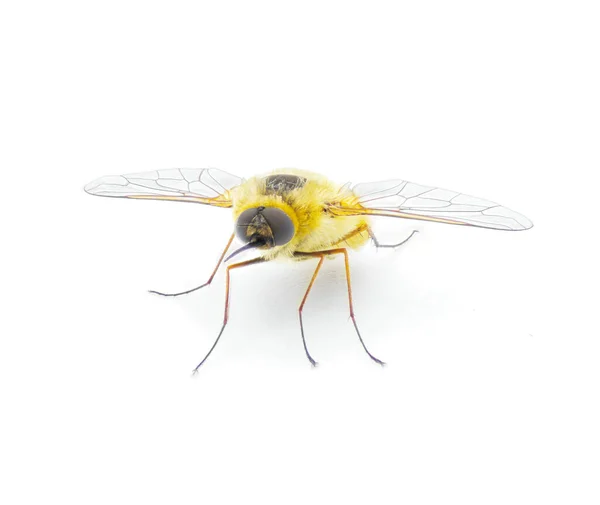寄生蜜蜂 用于盘旋苍蝇 Systoechus Solitus 翅膀艳丽的颜色 金黄色毛茸茸的黄色乳白色 隔离在白色背景正面视图上 — 图库照片