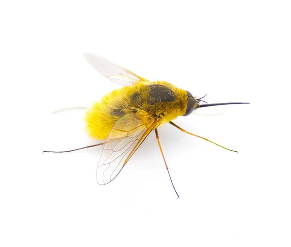 Паразитическая Пчела Летающей Мухи Systoechus Solitus Радужный Цвет Крыльев Светло — стоковое фото