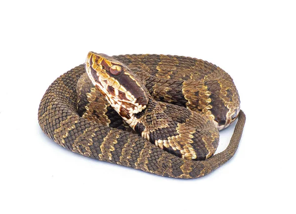 佛罗里达棉嘴蛇 一种毒蛇 一种坑毒蛇 以防御姿态盘绕着 张着嘴 独立于白色背景的线圈侧面轮廓头部视图 — 图库照片