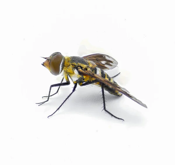 小蜜蜂苍蝇 外来假肢筋膜 佛罗里达常见的悬停或悬停苍蝇的变种 隔离在白色背景侧面轮廓视图上 — 图库照片