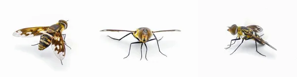Lesser Bee Fly Exoproopa Faspiennis フロリダ版の一般的な種類のホバーフライまたはホバーフライ 白い背景に隔離された3つのビュー — ストック写真