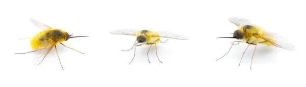 Pasożytnicze Pszczoły Latania Systoechus Solitus Skrzydło Opalizujące Kolor Blond Fuzzy — Zdjęcie stockowe